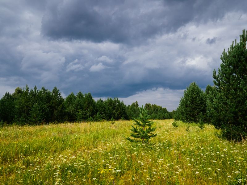 Bushes Clearing in Atlanta, GA