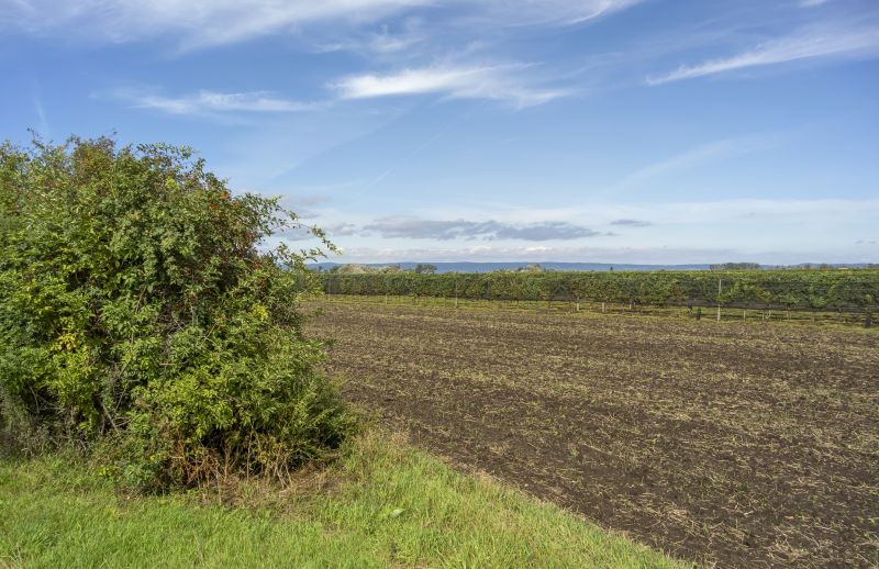 Field Clearing in Marietta, GA